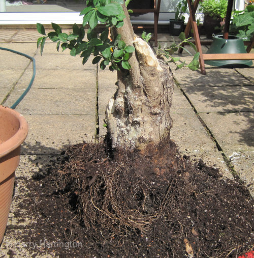 Large Privet Bonsai Progression 